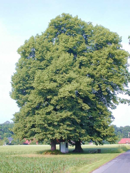 Bild 1 von 3 Linden 